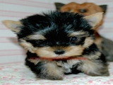 teacup yorkie